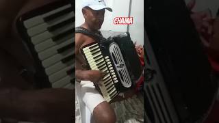 Esse é O Zequinha do acordeon #musica #forró #music