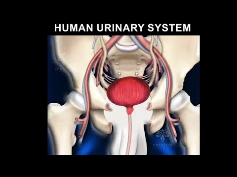 Video: Hur man surgör urin: 9 steg (med bilder)