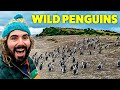 How To Walk With Penguins In Ushuaia, Argentina! 🇦🇷