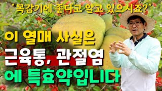 이 열매 사실은 근육통,관열염에 특효약입니다