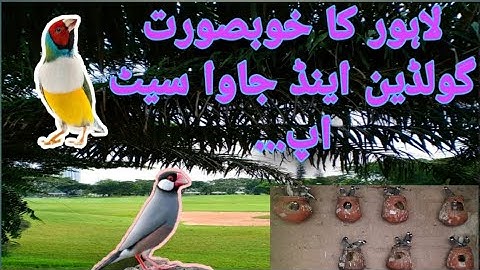 Gouldian / Fawn JAVA / GRAY / Lahore Satup.