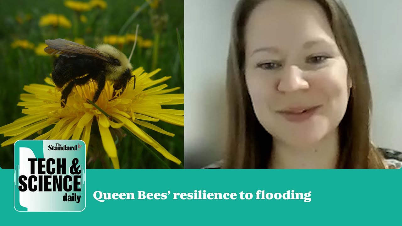 Queen Bumblebees survive a week in flooding – accidental discovery | Tech & Science Daily podcast