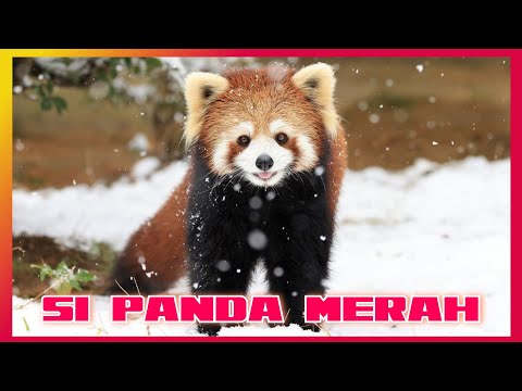 Video: Panda merah: foto, deskripsi, habitat