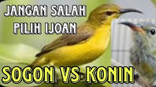 HOW TO DIFFERENTIATE BETWEEN KONIN BIRD VS SOGON IJOAN