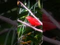 Wow! Great Catch!    #birds #tanager #nature