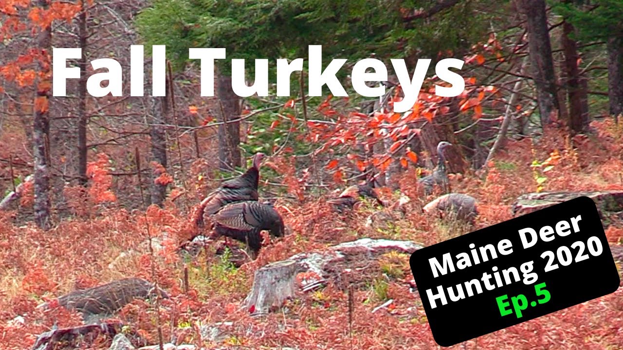 Maine Deer Hunting 2020 Fall Turkeys Ep 5 YouTube