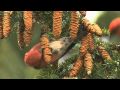 How Nature Works: White-winged Crossbill Feeding Technique