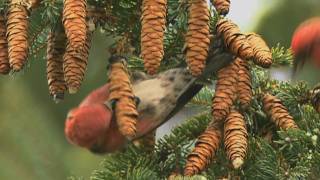 How Nature Works: Whitewinged Crossbill Feeding Technique