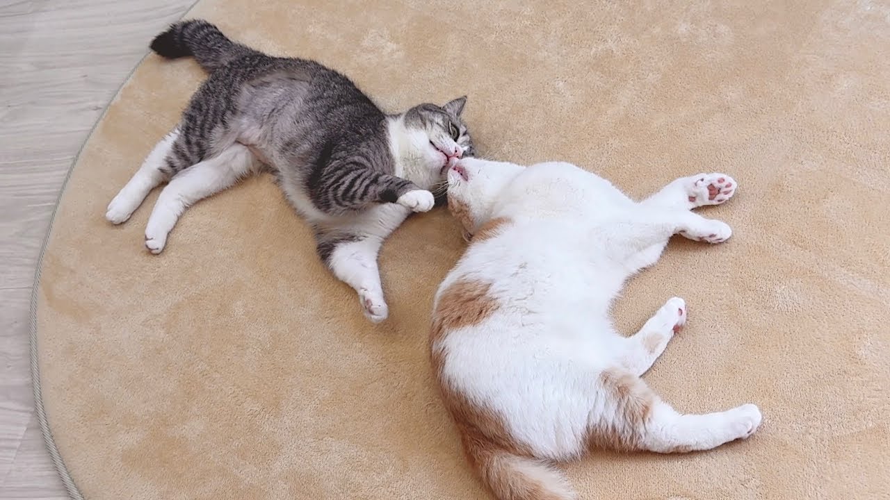 が大特価！ 弟が大好きすぎて1日中くっついてないと気が済まない猫が可愛 ゴルフバッグ・キャディバッグ