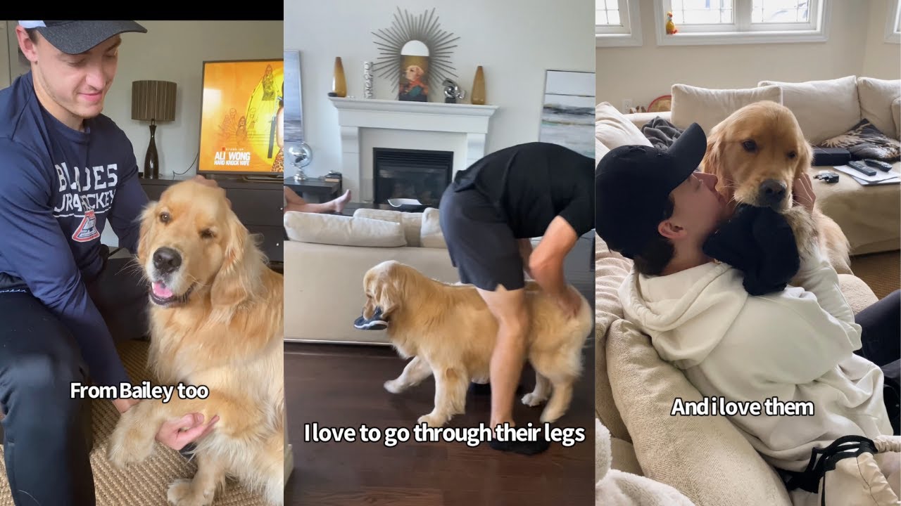Golden Retriever Loves His Human Brothers