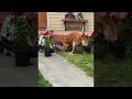 Golden Retriever Helps Dig Rose Garden || ViralHog の動画、YouTube動画。