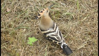 Удод / Hoopoe