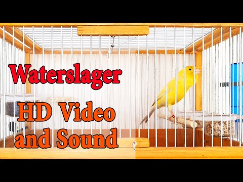 Master Malinois Waterslager Canary Singing Canary S Most Powerful Song کناري وتر سلاجر
