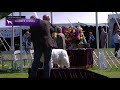 Spaniels Clumber | Breed Judging 2021 の動画、YouTube動画。