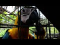 Curious Blue and Gold Macaw