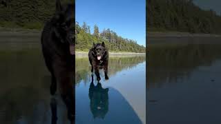 Funny Schipperke Dog Runs Into Camera