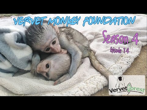 Thumbnail for Greatly out numbered 7 baby monkeys, 1 Floki - New orphan monkey Dora arrives.