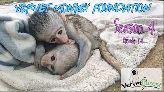 Greatly out numbered 7 baby monkeys, 1 Floki - New orphan monkey Dora arrives.