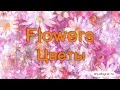 English cards - Flowers / Английские карточки - Цветы