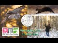 Virtually Live 13 Christmas Bird Count Sax-Zim Bog: Great Gray Owl, Fisher, Short-eared Owl Dec 2020