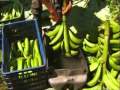 How Its Made 02 Plantain Chips