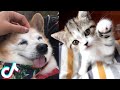 Funny Dogs and Cats compilation #11