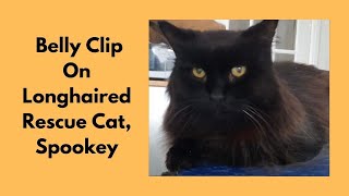 Belly Clip On Longhaired Rescue Cat by Love Cats Groomer 740 views 2 years ago 12 minutes, 49 seconds