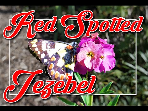 Red Spotted Jezebel