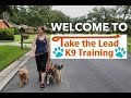 Welcome to Take the Lead K9 Training! Welcome to Take the Lead K9 Training!
