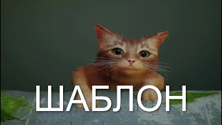 Котик Держись Мем (Шаблон Для Мемов) Stray
