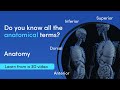 Anatomical terms and positions  medimagic  3d