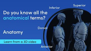 Anatomical terms and positions | MediMagic | 3D Video