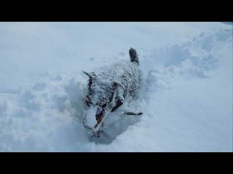 Video: Джош Батыш Хайланддагы Ак Терьер Микс Ден-соолукка байланыштуу көйгөйлөр жөнүндө кабардар кылат