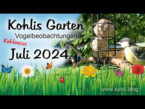 Kohlmeise am Kirschbaum - Vogelbeobachtungen in Kohlis Garten 🌸 (Juli 2024)