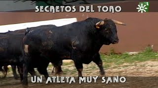 Toros de Reservatauro: secretos del toro bravo, desparasitar al atleta sano | Toros desde Andalucía