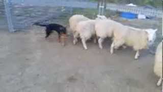 Nimble & Jimmy (the scared surrender) by Australian Working Dog Rescue 1,525 views 10 years ago 2 minutes, 22 seconds