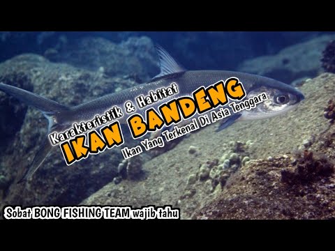 Video: Ikan kurus: jenis dan deskripsi, habitat, foto