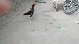 Dog vs Cock Fight Funny