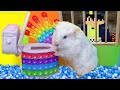 SUPER HAMSTER ESCAPE Amazing Mazes - The Best Hamster Challenges