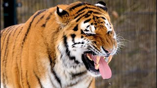 Angry tiger roars, big cat scary roars, sound effects, the sounds of a captive tiger, wild animals.