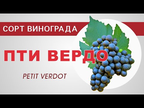 Видео: Изучение 4 выдающихся американских вин Пти Вердо