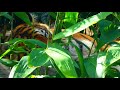 Tiger in forest ll 4k footages  free stock footags