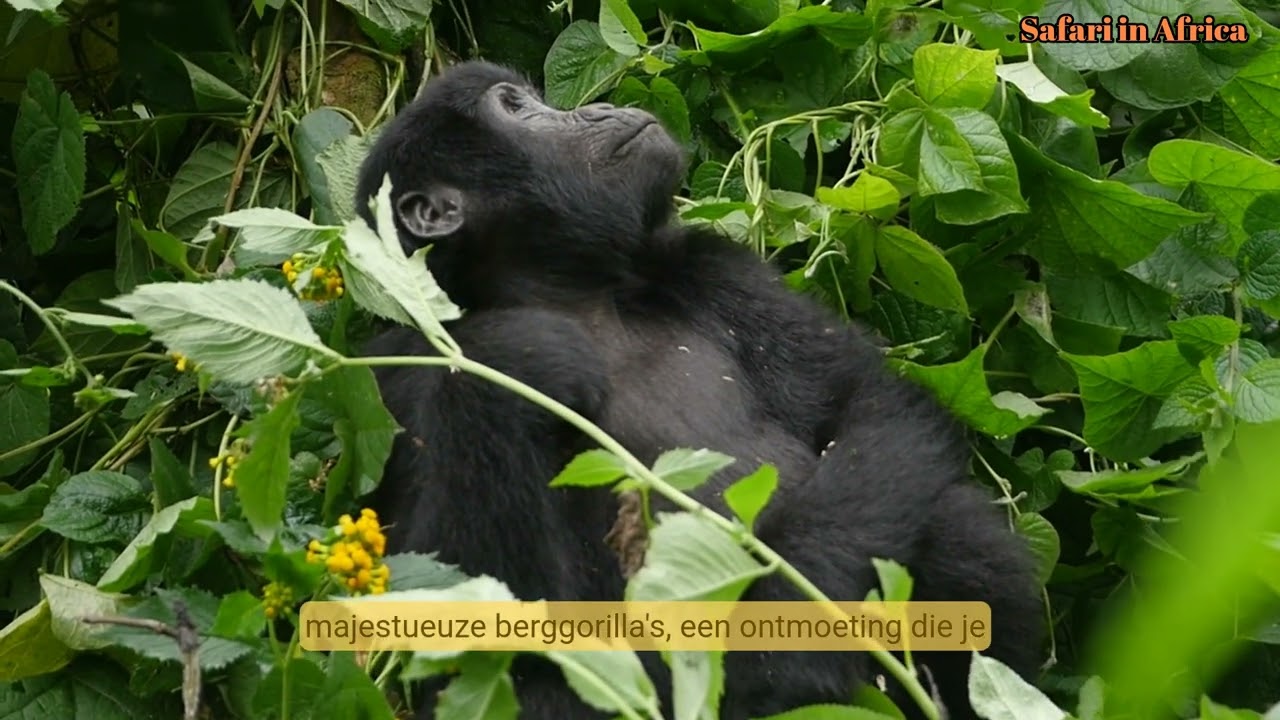 Voorbeeldafbeelding van de Tanzania safari video