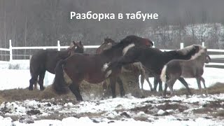 Клип про лошадей,  Дети поиграли - мамки разобрались...