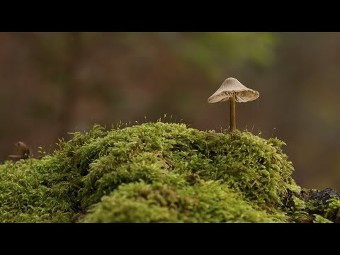 Video: Mis värvi võivad plastiidid taimedes olla