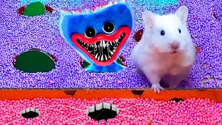 Hamster Ball Pool Maze - little Pet vs Poppy Playtime