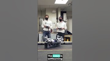 6 Amazing Robotic Animals That Will Blow your Mind