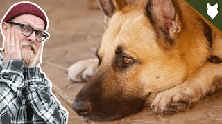 NEVER LET YOUR GERMAN SHEPHERD EAT THIS!!!!