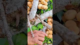harvesting several fresh langsat fruits with a silver scissor in a very bright and very sunny area
