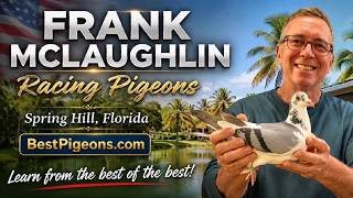 Ask Frank McLaughlin Lofts Live Stream #14 -The Art of Racing Pigeons screenshot 5